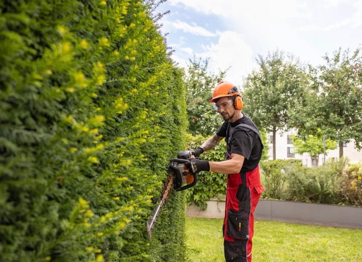 Gärtner mit orangefarbenem Schutzhelm schneidet mit der Heckenschere eine hohe, dichte Hecke